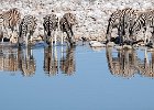 Richard Hall - Zebras at the Waterhole.jpg : Etosha, Mammals, Namibia, Waterhole, Zebra